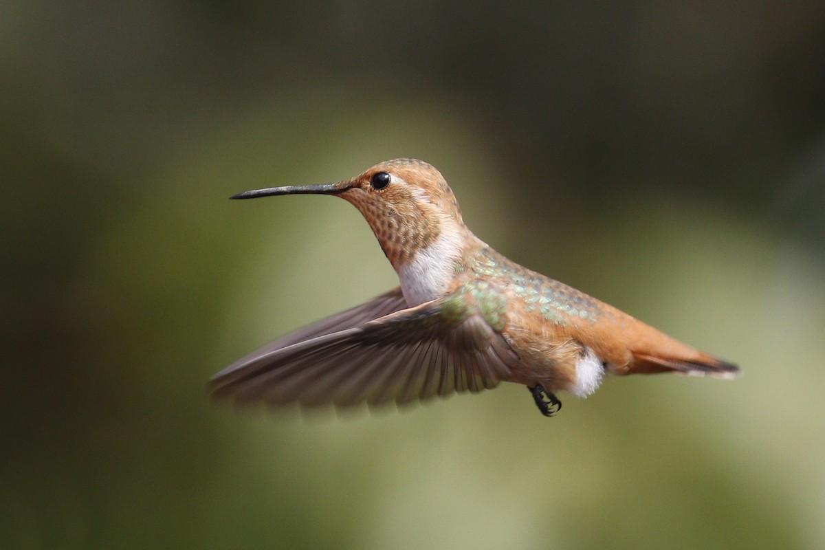 Allen's Hummingbird - ML112122591