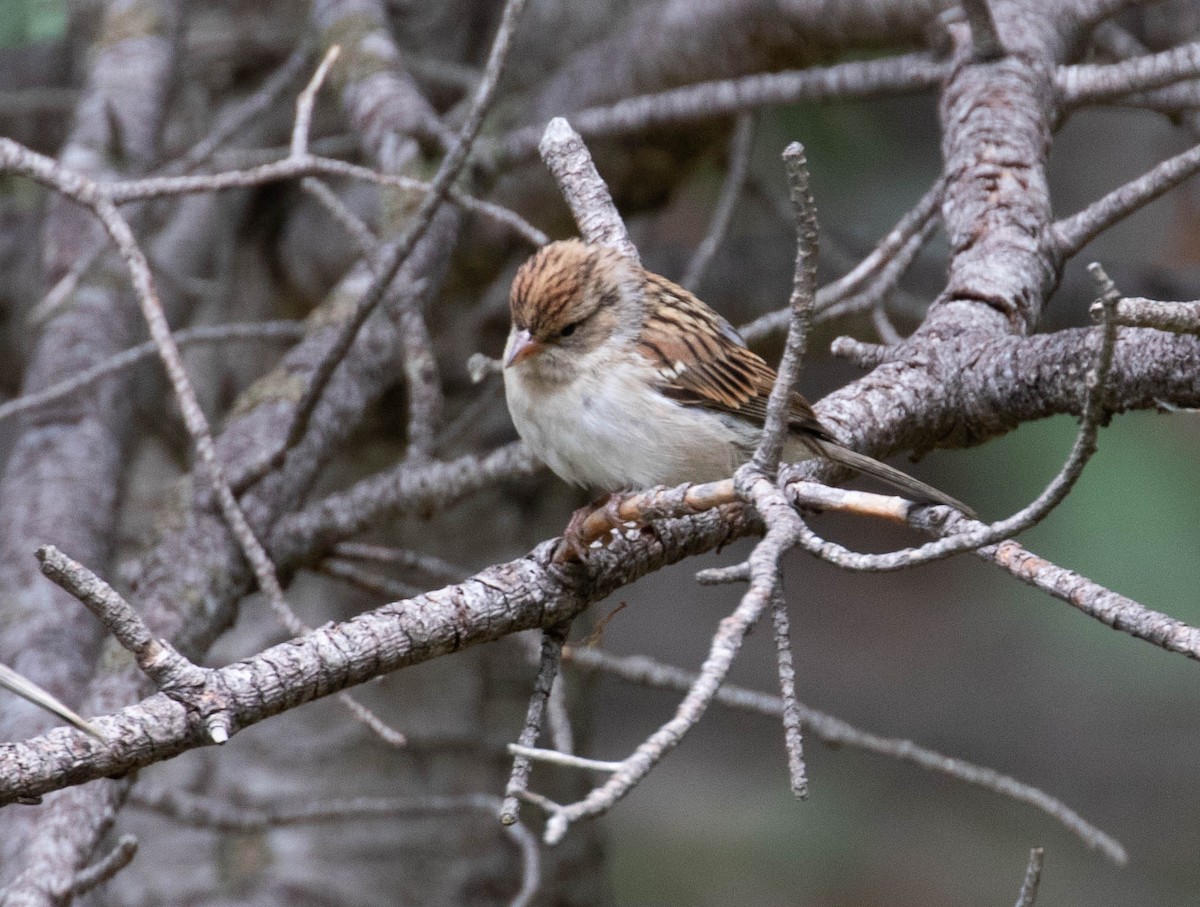 Chipping Sparrow - ML112123221