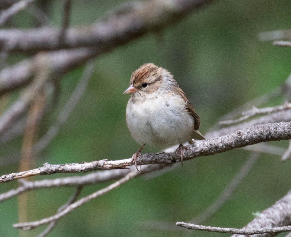 Chipping Sparrow - Marty Herde
