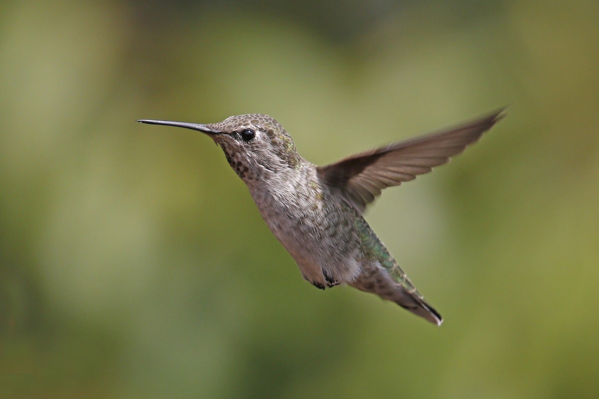 Anna's Hummingbird - ML112123711