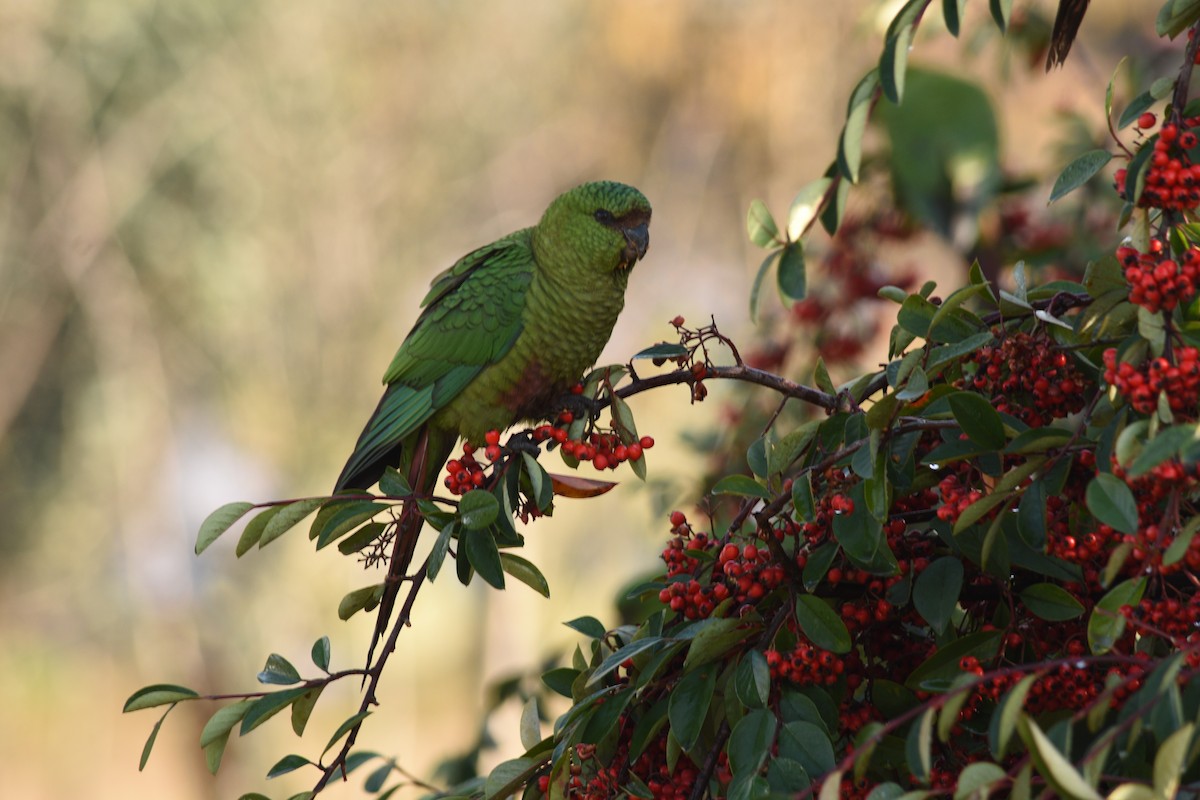 Austral Parakeet - Franco  Villalobos