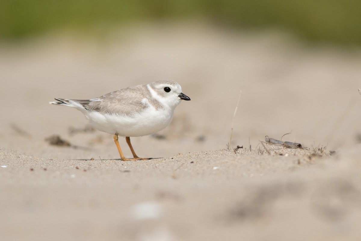 Piping Plover - ML112128121