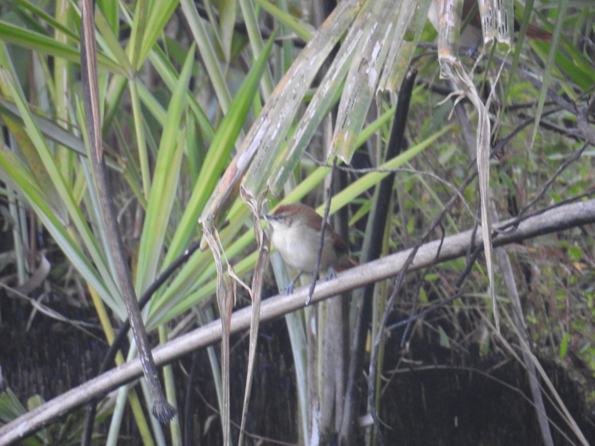 Yellow-chinned Spinetail - ML112132931