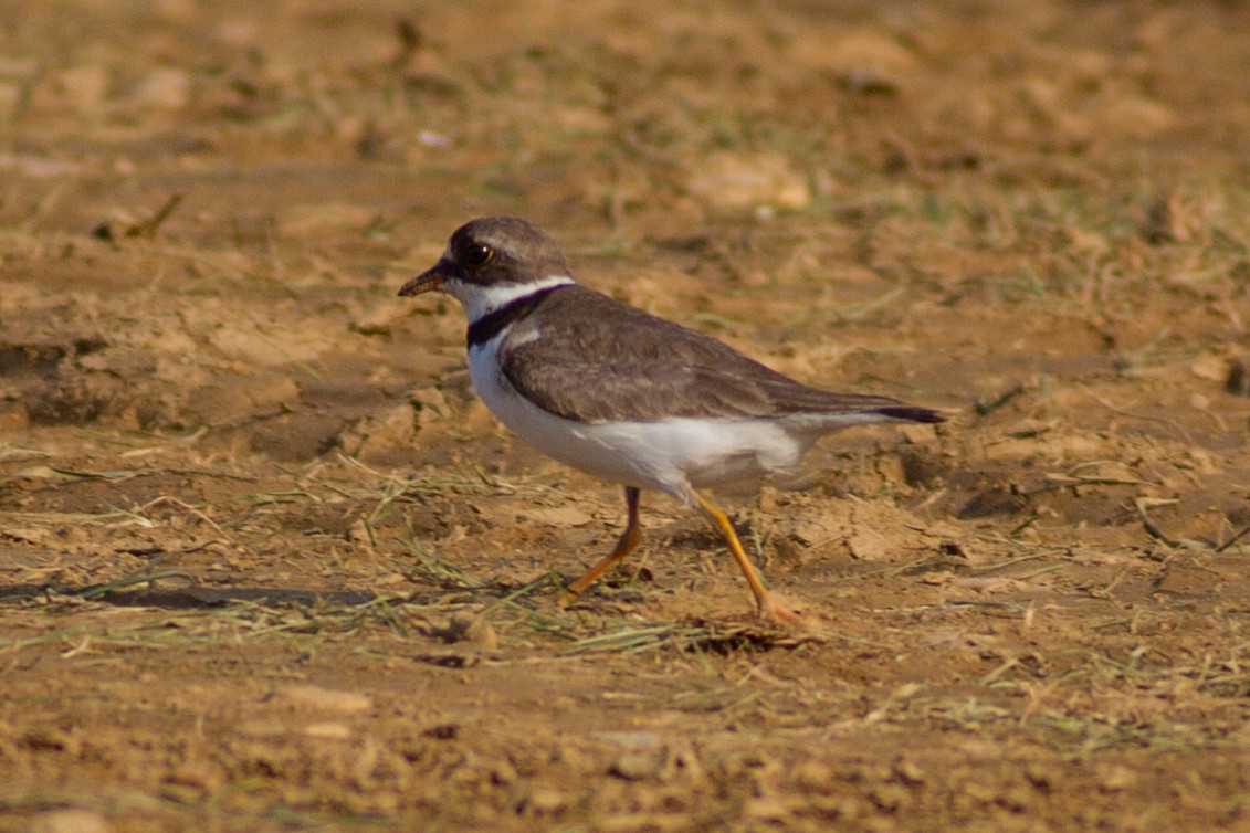 Semipalmated Plover - ML112133711