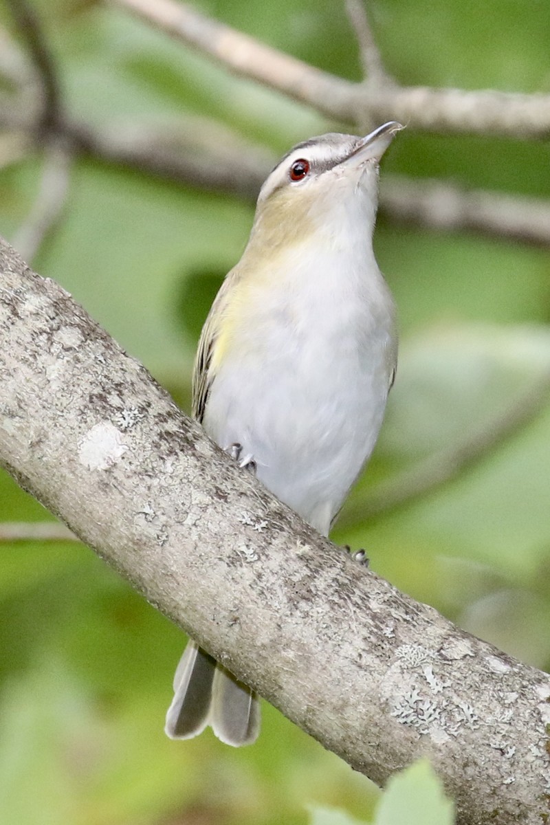 Red-eyed Vireo - Bruce Cole