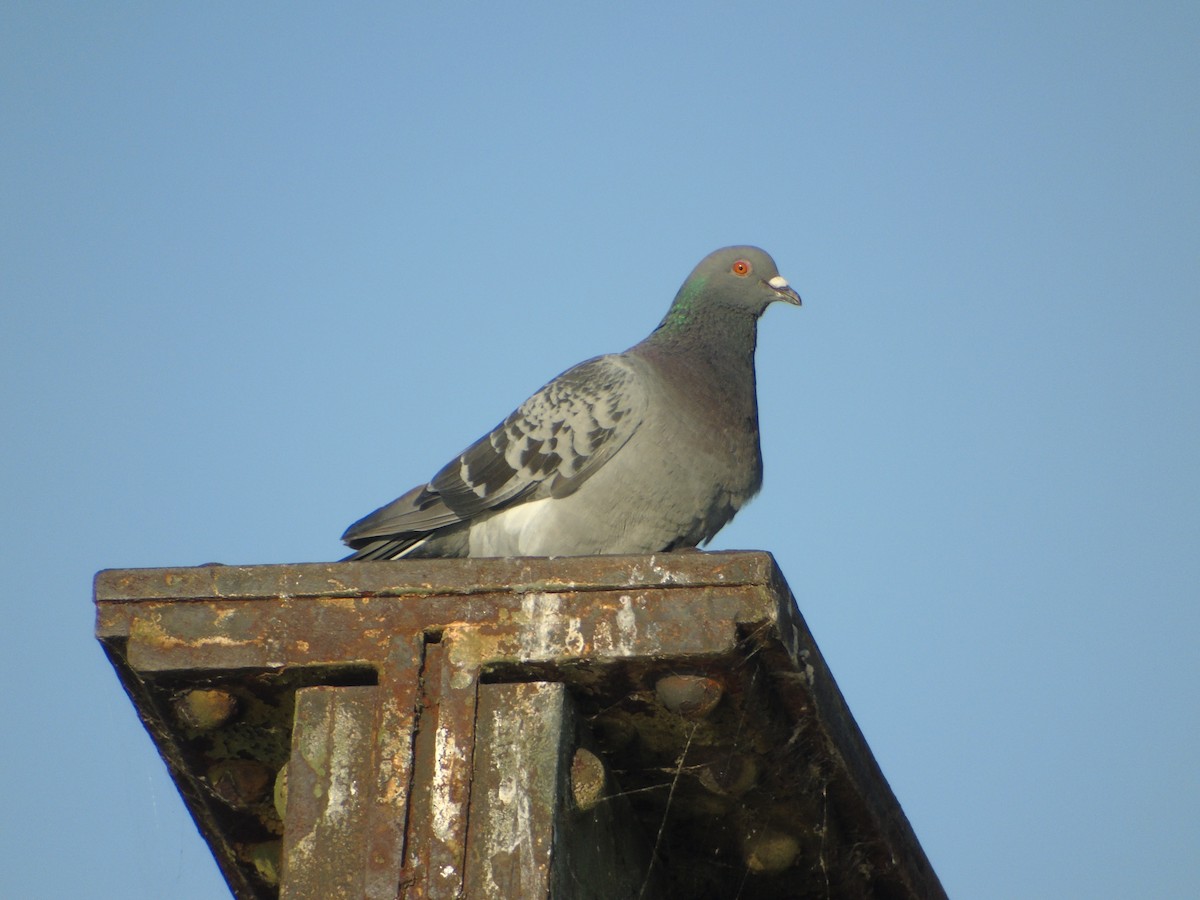 Rock Pigeon (Feral Pigeon) - ML112138231
