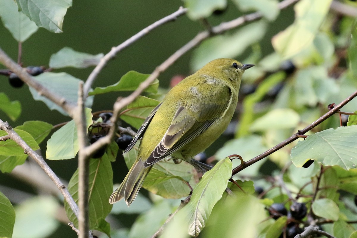 Tennessee Warbler - Bruce Cole