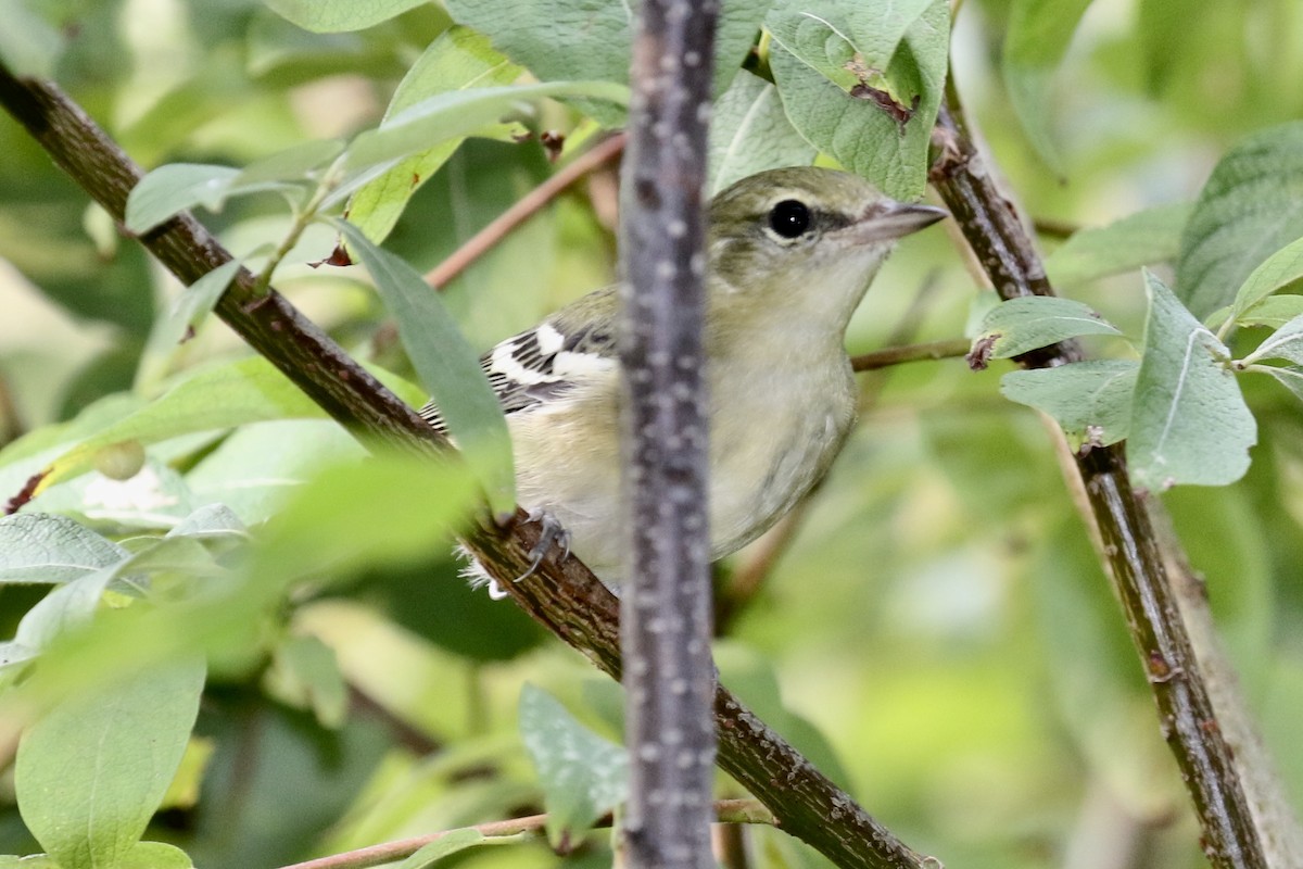 Bay-breasted Warbler - ML112139191