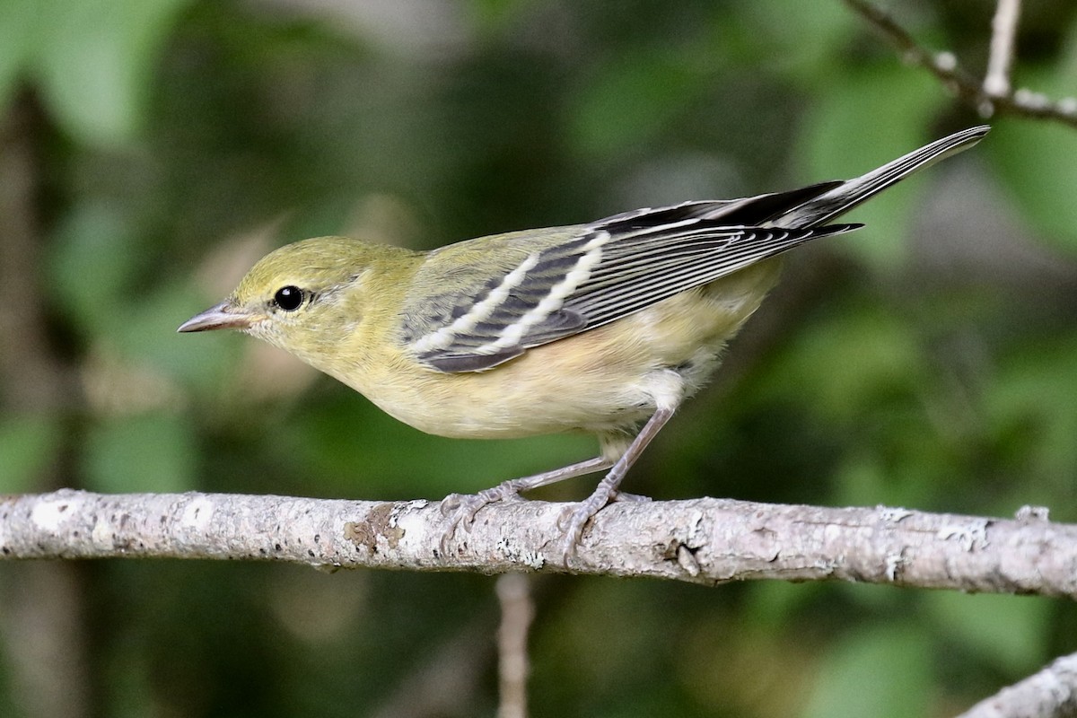 Bay-breasted Warbler - ML112139221