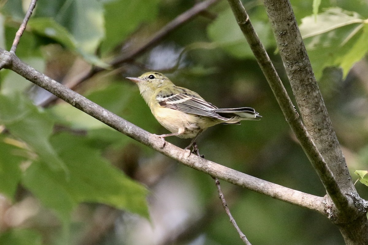 Bay-breasted Warbler - ML112139431