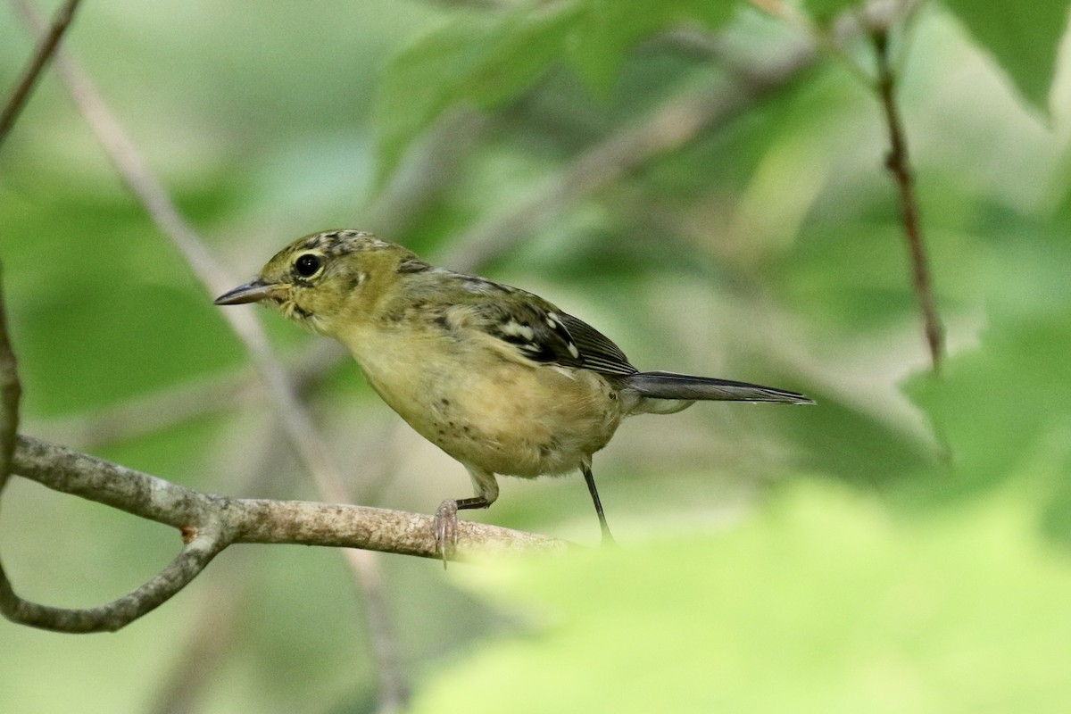 Bay-breasted Warbler - ML112139531