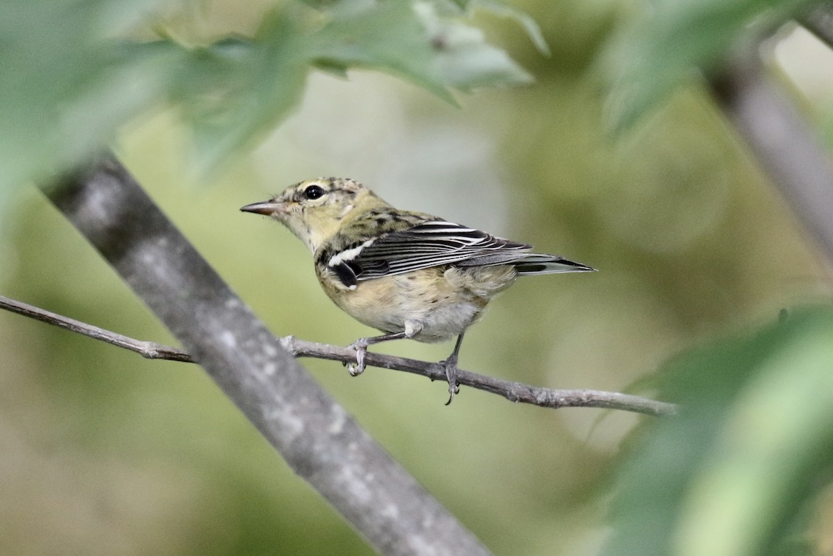 Bay-breasted Warbler - ML112139601