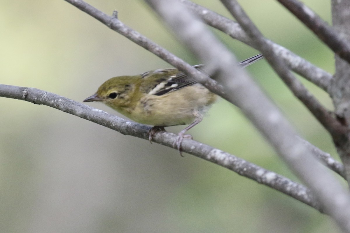 Bay-breasted Warbler - ML112139641