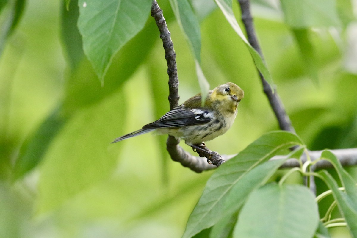 Black-throated Green Warbler - Bruce Cole