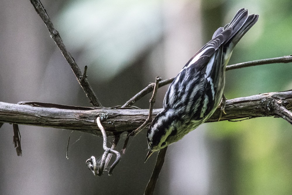 Black-and-white Warbler - Jean-Guy Papineau
