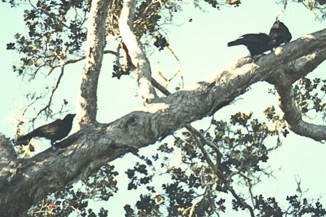 Hawaiian Crow - ML112144461