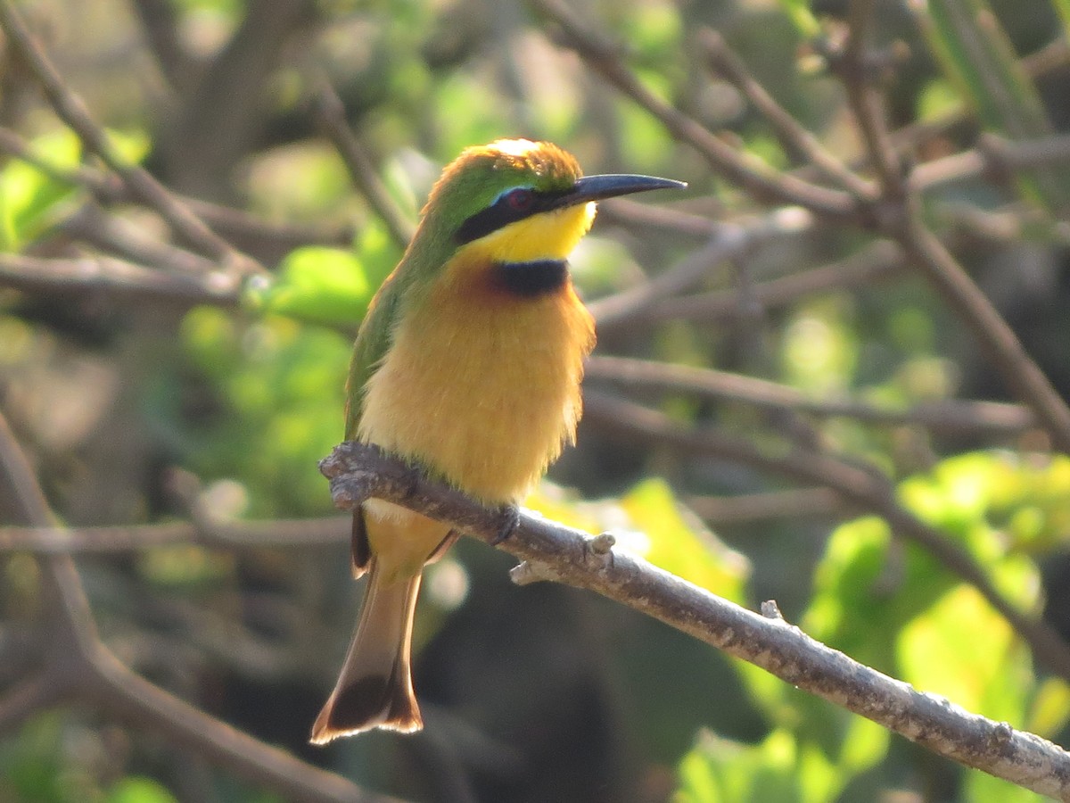 Little Bee-eater - Kevin Seymour