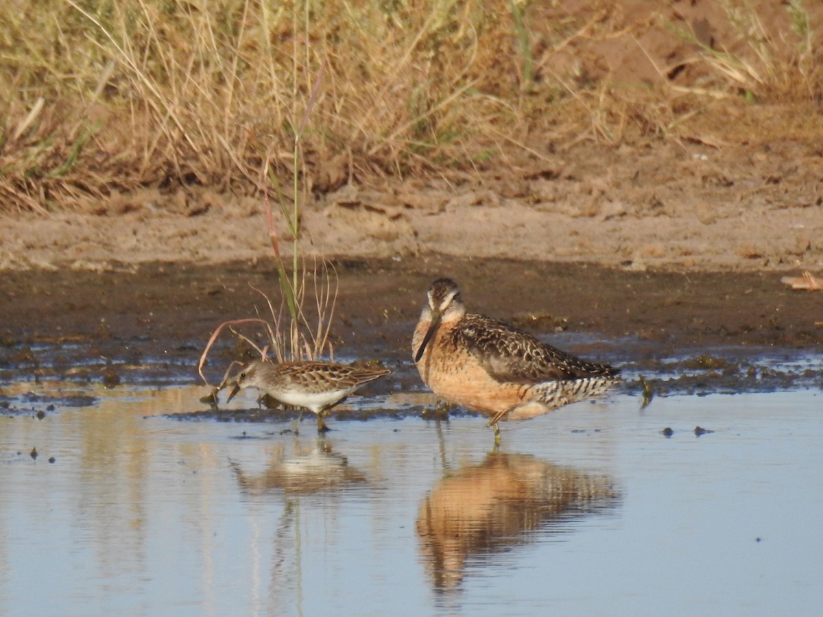 Long-billed Dowitcher - ML112146921
