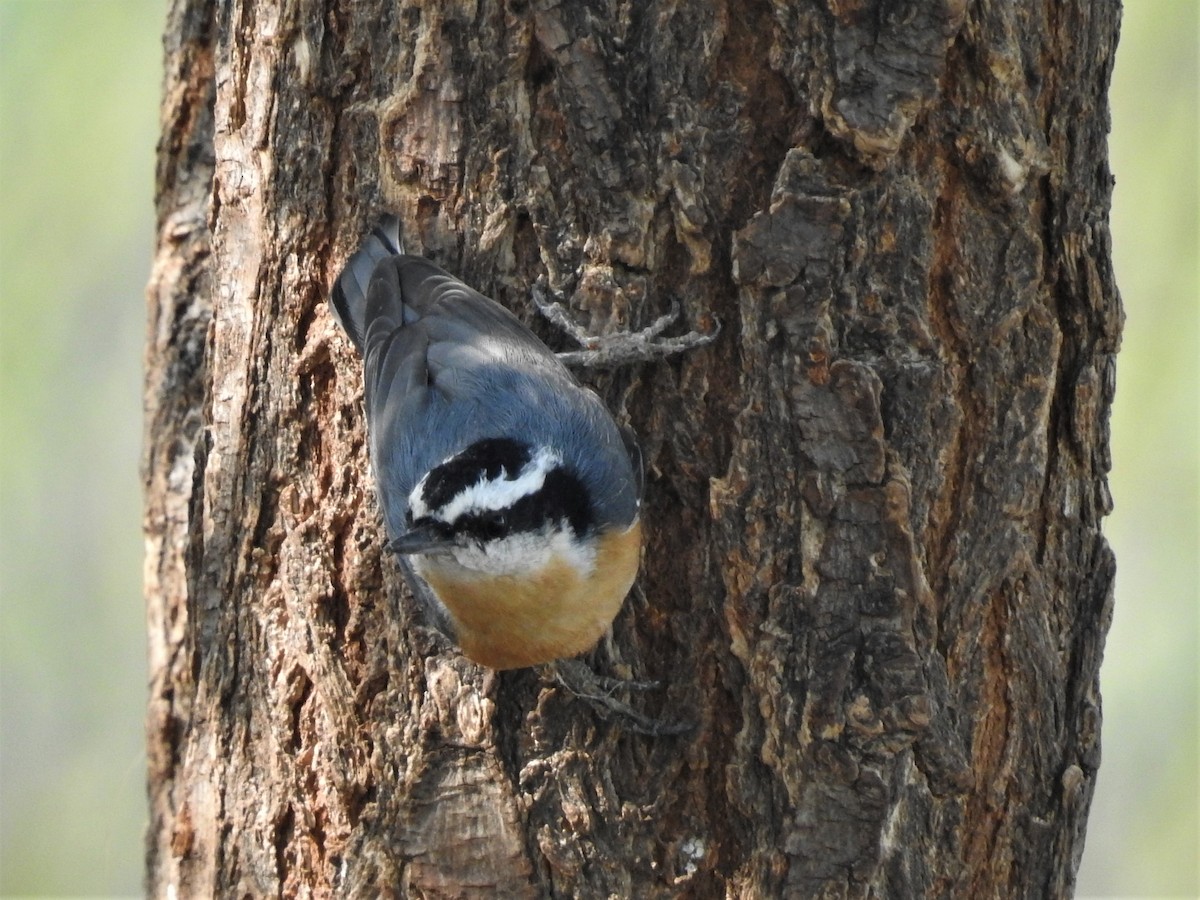 Red-breasted Nuthatch - Alan Ketcham