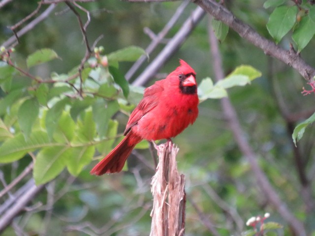 Cardinal rouge - ML112149431