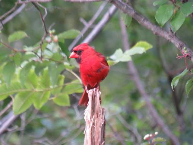 Cardinal rouge - ML112149441