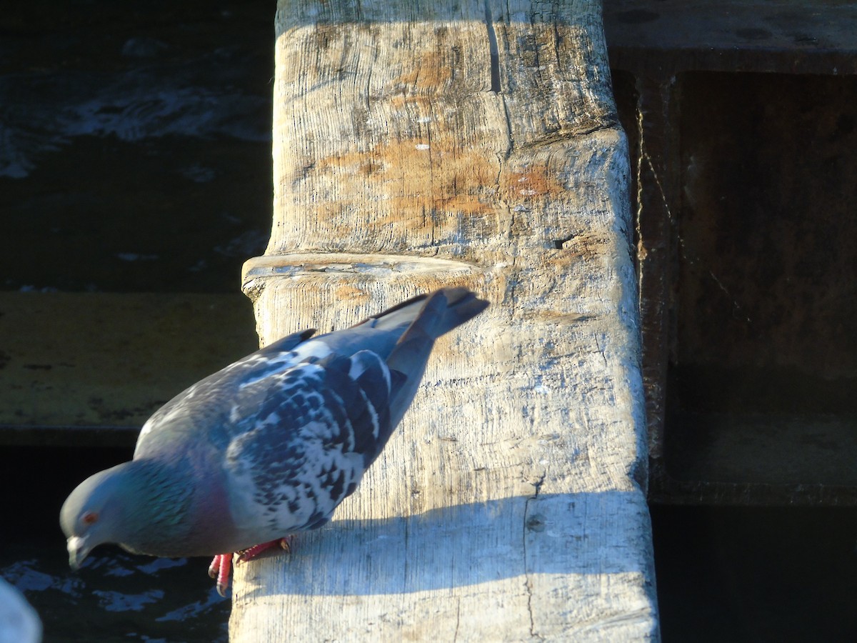 Rock Pigeon (Feral Pigeon) - ML112149551