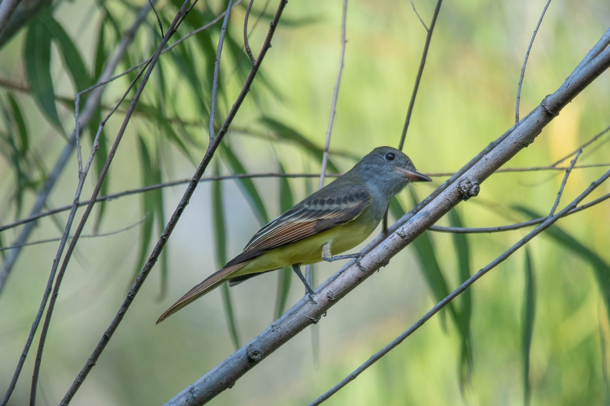 Great Crested Flycatcher - Philip Robinson