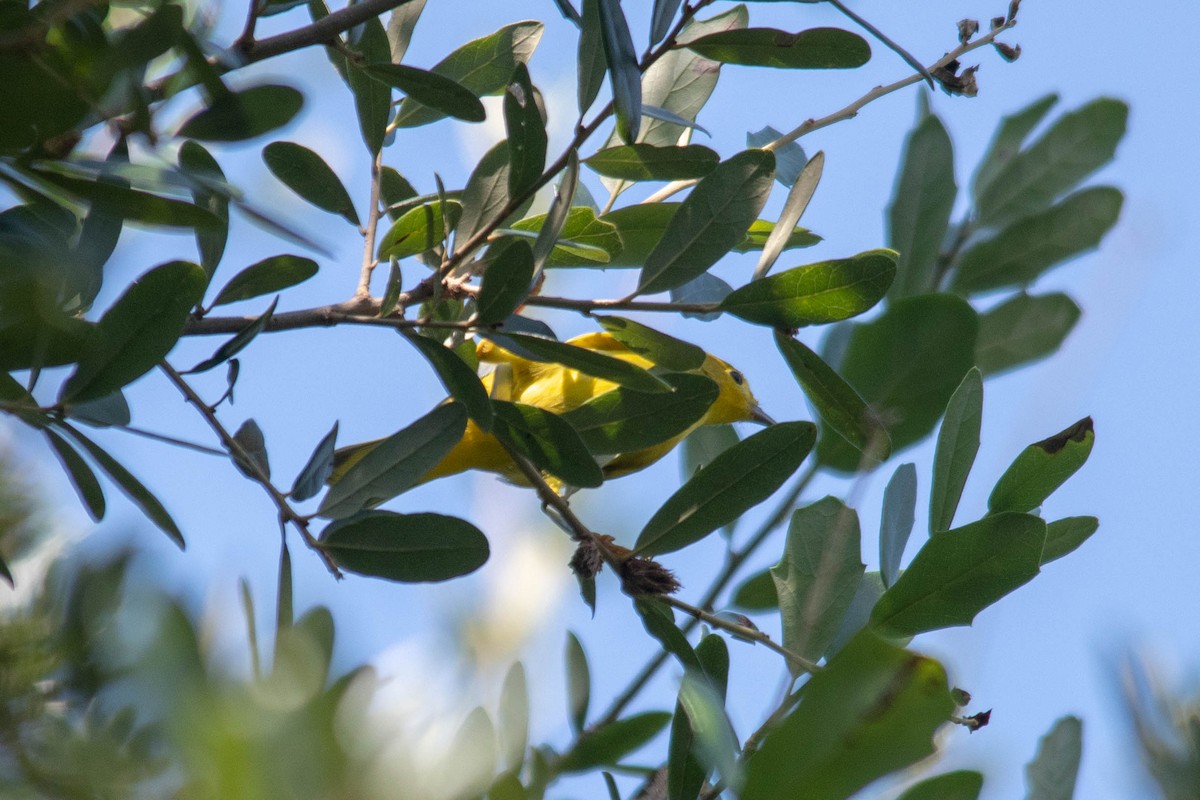 Yellow Warbler - Philip Robinson