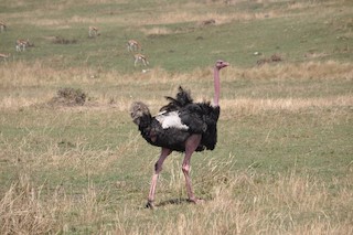 Common Ostrich, ML112152601