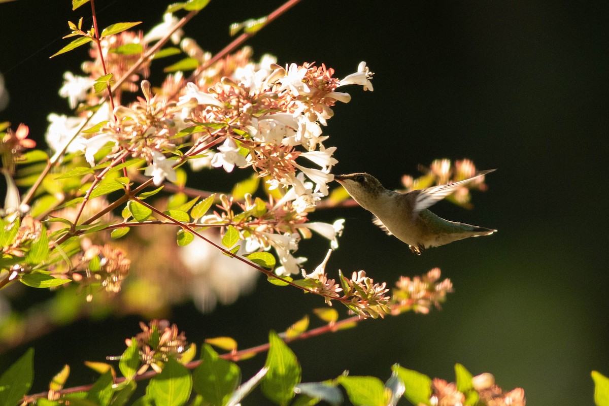 Ruby-throated Hummingbird - Joshua Malbin