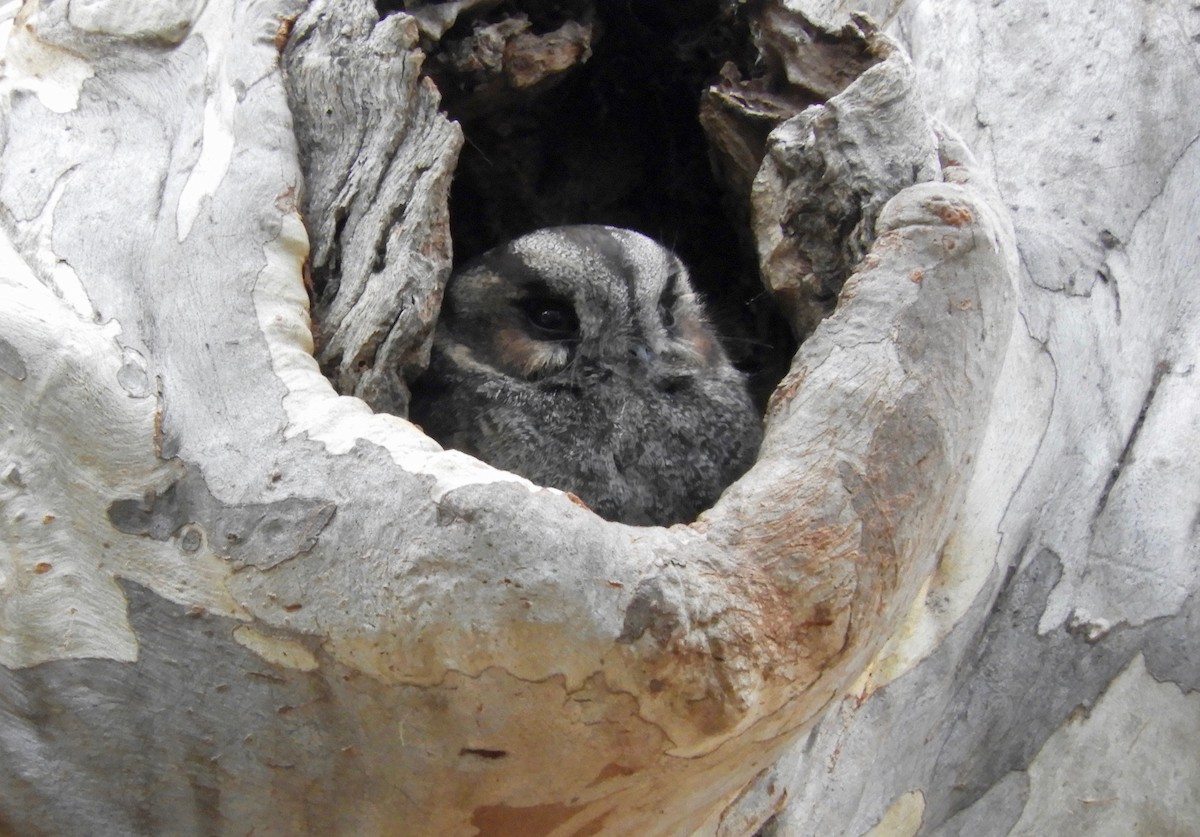 Australian Owlet-nightjar - ML112153321