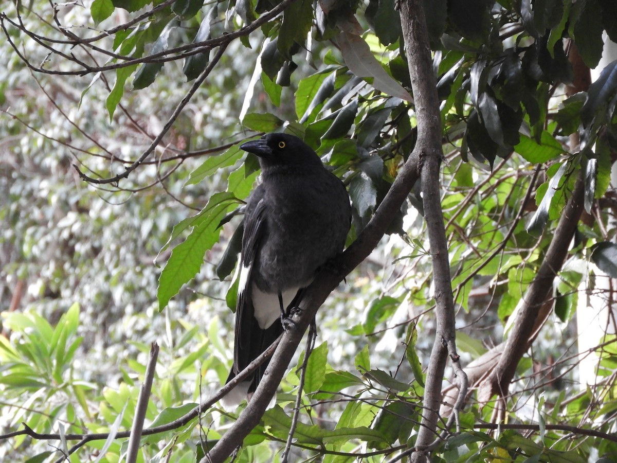 Pied Currawong - ML112153471