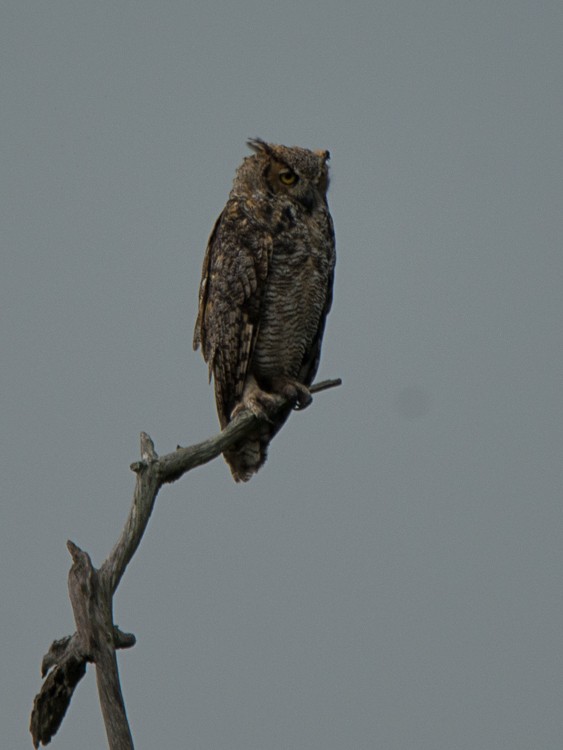 Great Horned Owl - Aija Konrad