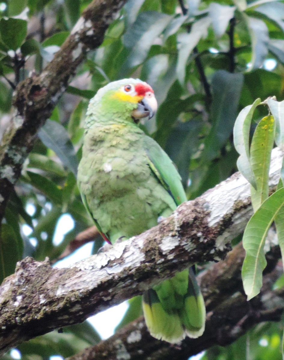 Red-lored Parrot - ML112158701