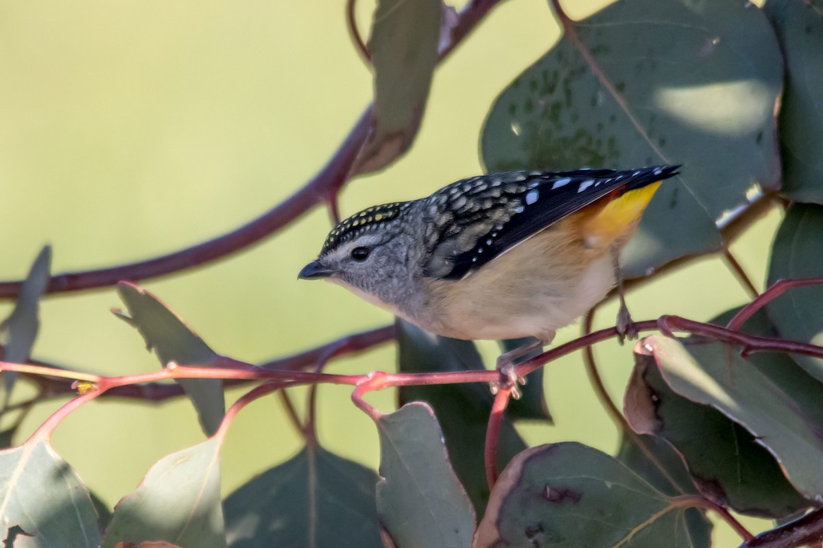 Spotted Pardalote - ML112160761
