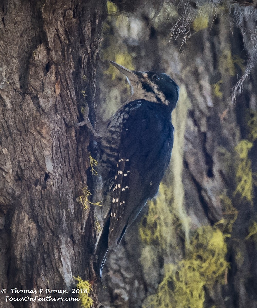 Black-backed Woodpecker - Thomas Brown