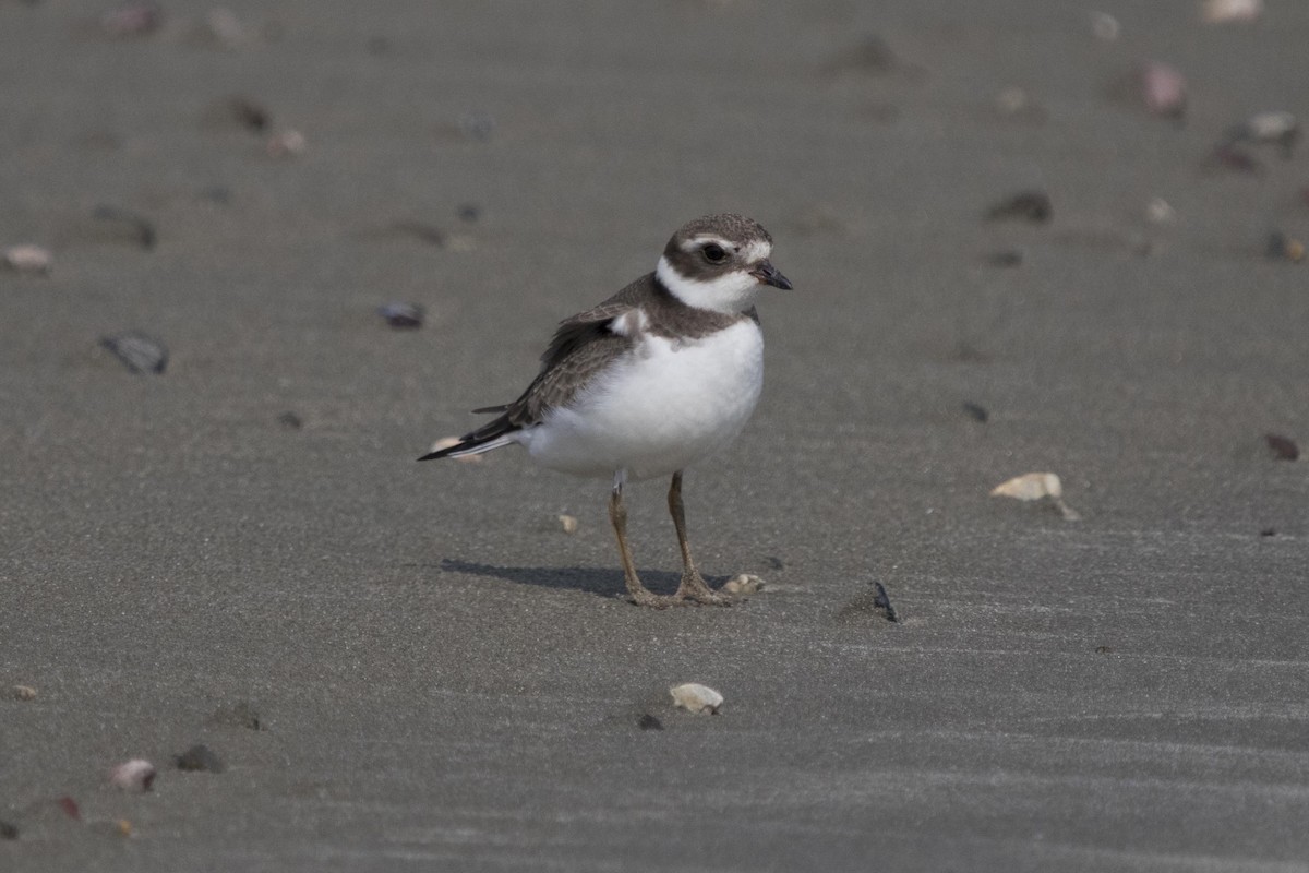 Semipalmated Plover - Seth Ontiveros