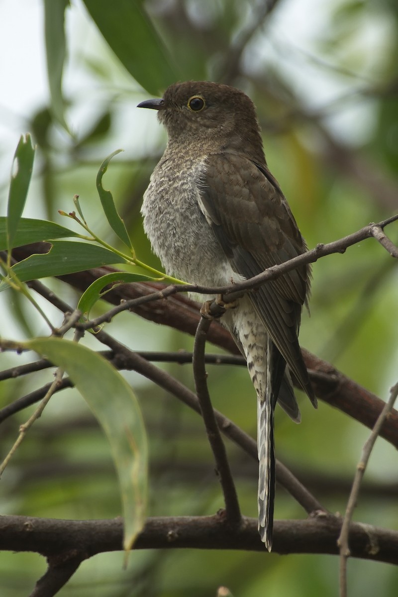 Fan-tailed Cuckoo - Ed Pierce