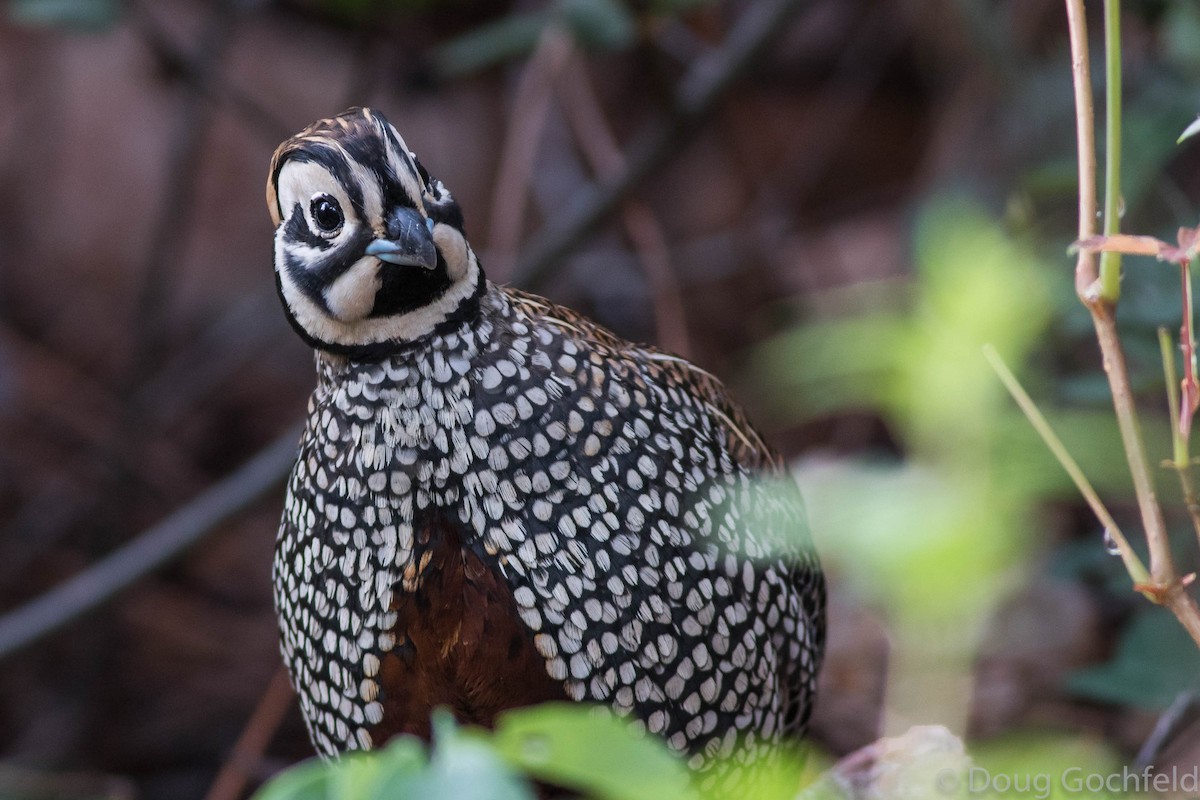 Montezuma Quail - Doug Gochfeld