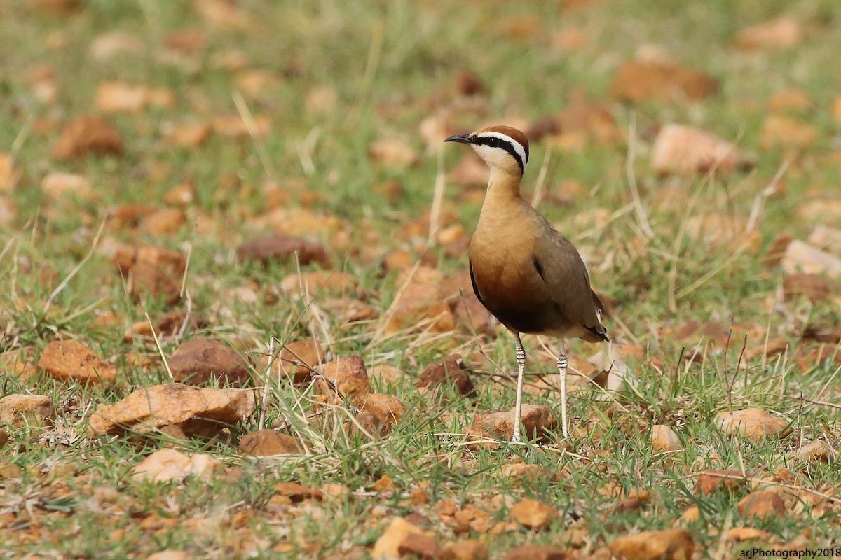 Indian Courser - ML112167911