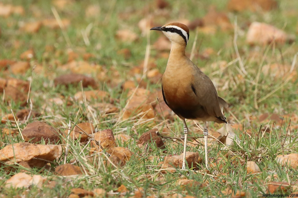 Indian Courser - ML112167921