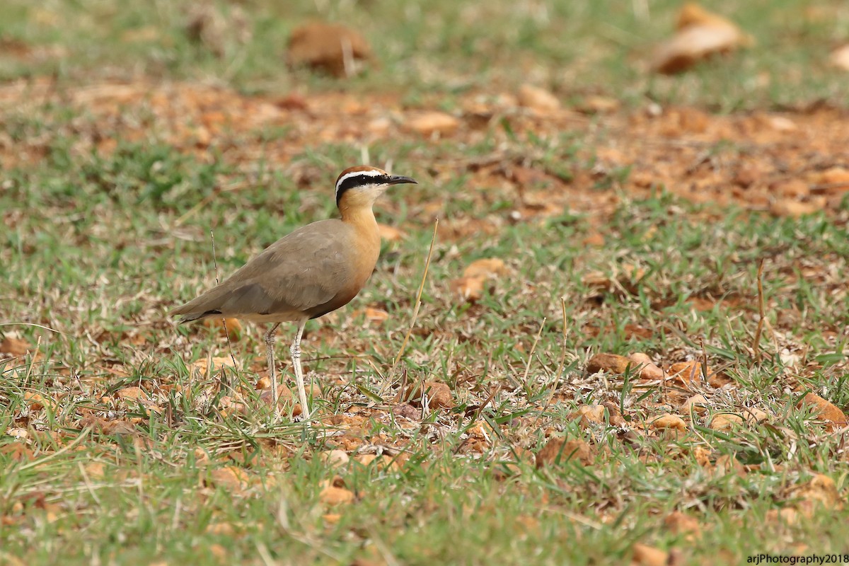 Indian Courser - ML112167931