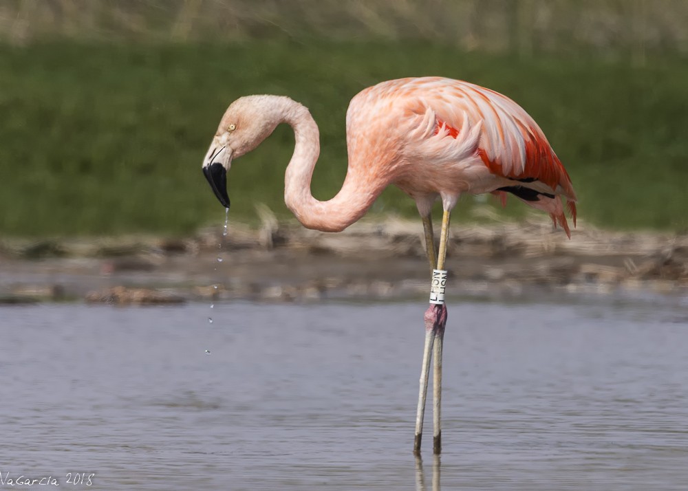 Chilean Flamingo - VERONICA ARAYA GARCIA