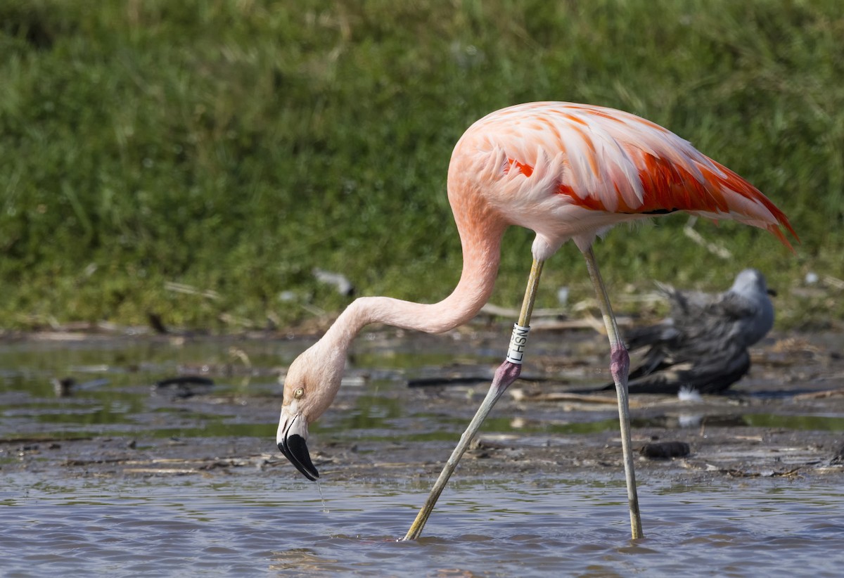 Chilean Flamingo - ML112168571