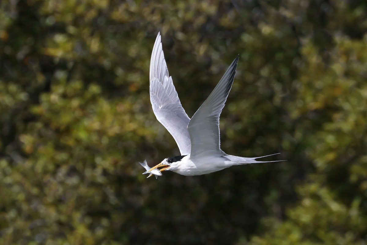Great Crested Tern - Ged Tranter