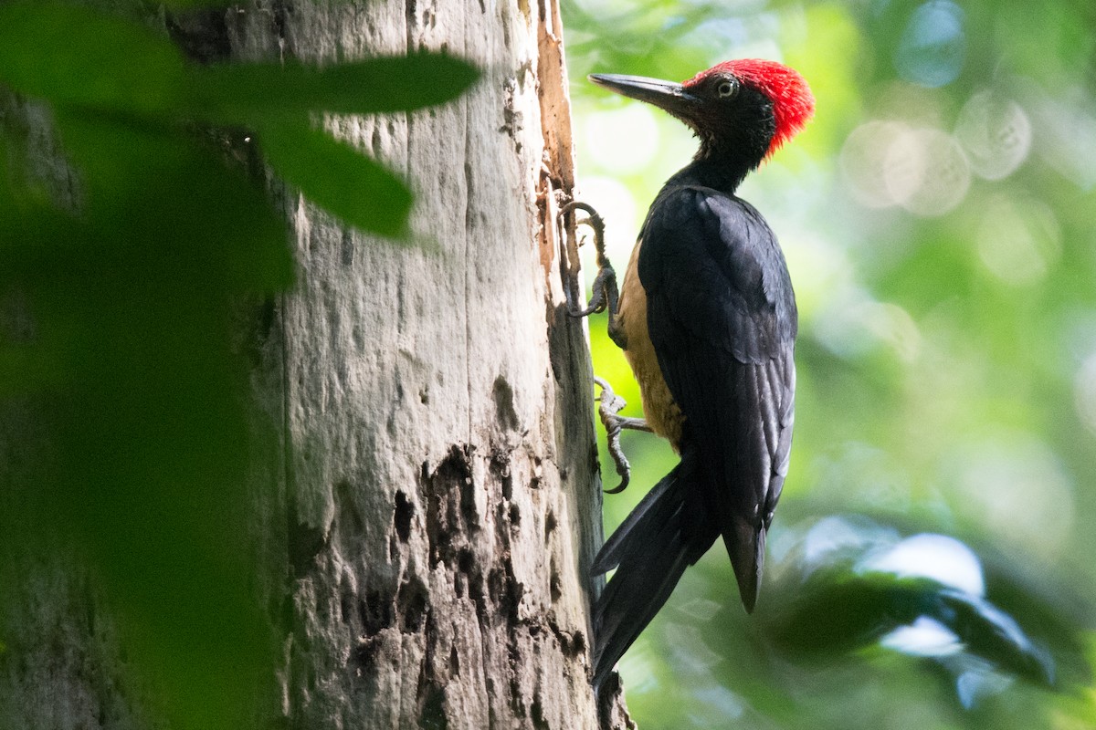 White-bellied Woodpecker - Sandra Chia