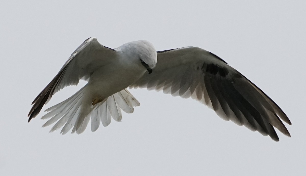 Black-shouldered Kite - Ian Kerr