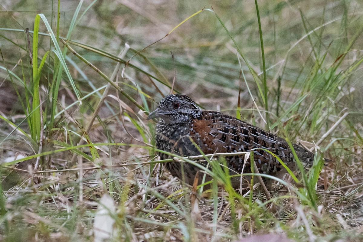 Painted Buttonquail - ML112175001