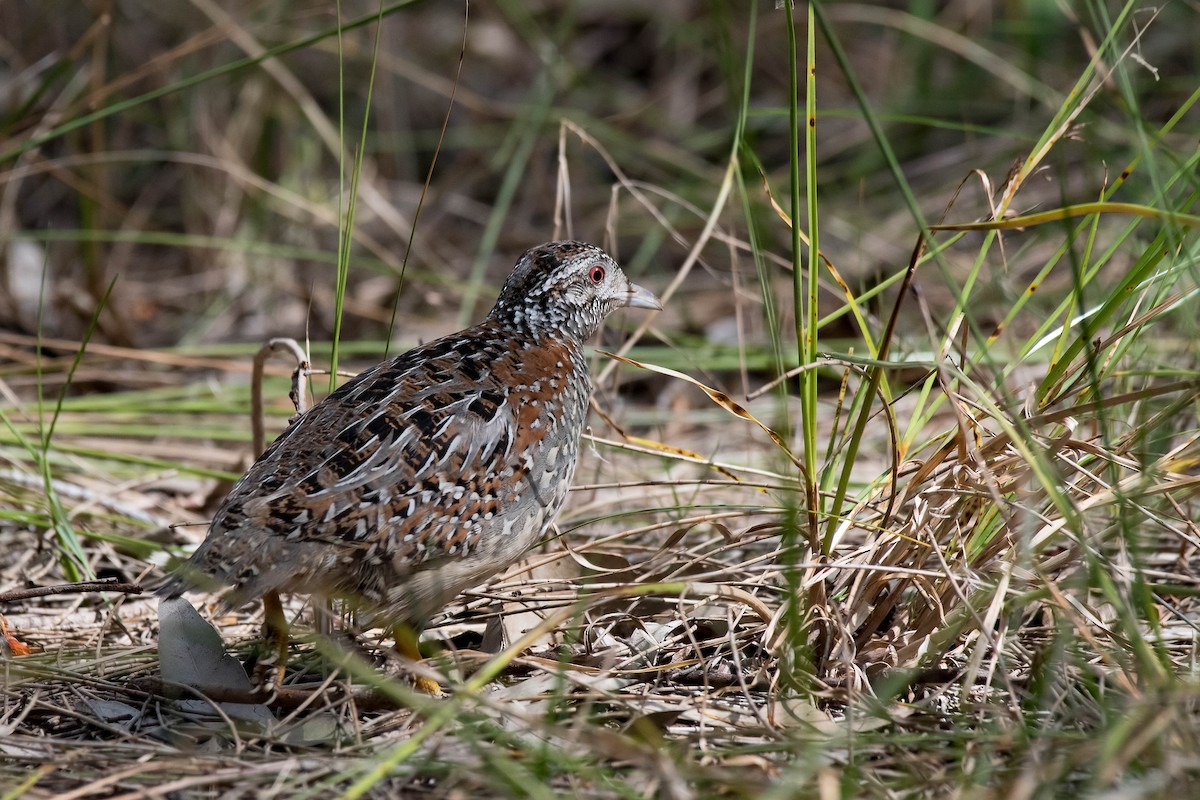 Painted Buttonquail - Terence Alexander