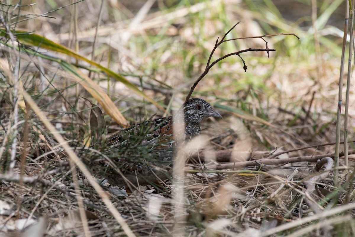 Painted Buttonquail - ML112175121